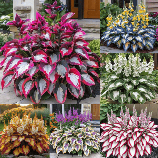 🔥Premium Rare Hosta Seeds💖🔥1 Pack-200 Seeds